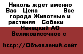 Николь ждет именно Вас › Цена ­ 25 000 - Все города Животные и растения » Собаки   . Ненецкий АО,Великовисочное с.